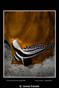 This is a great shot of a Drum in Cozumel Mexico done on ... by James Francis 